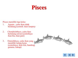 Pisces
Pisces memiliki tiga kelas:
1. Agnata , yaitu ikan tidak
berahang (contoh: ikan lamprey
2. Chondrichthyes, yaitu ikan
bertulang rawan (contohnya:
ikan hiu, ikan pari)
3. Osteichthyes, yaitu ikan yang
memiliki tulang keras
(contohnya: ikan lele, bandeng,
gurame, kakap)
 