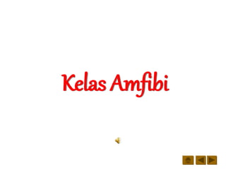 Kelas Amfibi
 