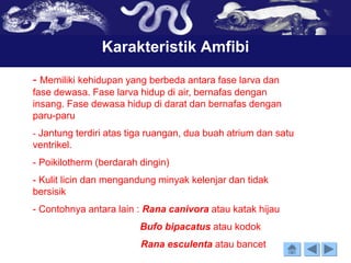 Karakteristik Amfibi
- Memiliki kehidupan yang berbeda antara fase larva dan
fase dewasa. Fase larva hidup di air, bernafas dengan
insang. Fase dewasa hidup di darat dan bernafas dengan
paru-paru
- Jantung terdiri atas tiga ruangan, dua buah atrium dan satu
ventrikel.
- Poikilotherm (berdarah dingin)
- Kulit licin dan mengandung minyak kelenjar dan tidak
bersisik
- Contohnya antara lain : Rana canivora atau katak hijau
Bufo bipacatus atau kodok
Rana esculenta atau bancet
 