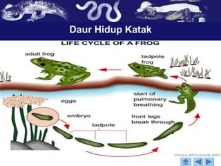 Daur Hidup Katak
-
 