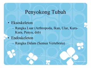 Penyokong Tubuh
• Eksoskeleton
– Rangka Luar (Arthropoda, Ikan, Ular, Kura-
Kura, Penyu, dsb)
• Endoskeleton
– Rangka Dalam (Semua Vertebrata)
 