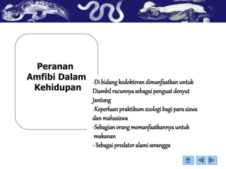 Peranan
Amfibi Dalam
Kehidupan
-Di bidang kedokterandimanfaatkan untuk
Diambil racunnyasebagaipenguat denyut
Jantung
-Keperluanpraktikumzoologi bagi parasiswa
dan mahasiswa
-Sebagian orang memanfaatkannyauntuk
makanan
- Sebagai predator alamiserangga
 