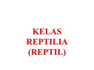 KELAS
REPTILIA
(REPTIL)
 