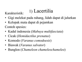 1) Lacertilia
Karakteristik:
• Gigi melekat pada rahang, lidah dapat di julurkan
• Kelopak mata dapat di pejamkan
Contoh spesies:
• Kadal indonesia (Mabuya multifasciata)
• Cicak (Hemidactilus prenatus)
• Komodo (Varanus comodoesis)
• Biawak (Varanus salvator)
• Bunglon (Chameleon chameleochameleo)
 