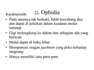 2). Ophidia
Karakteristik:
• Pada umunya tak berkaki, lidah bercabang dua
dan dapat di julurkan dalam keadaan mulut
tertutup
• Gigi melengkung ke dalam dan sebagian ada yang
beracun
• Mulut dapat di buka lebar
• Mempunyai oragan jacobson yang peka terhadap
rangsang
• Hanya memiliki satu paru-paru
 