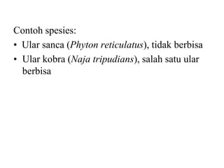 Contoh spesies:
• Ular sanca (Phyton reticulatus), tidak berbisa
• Ular kobra (Naja tripudians), salah satu ular
berbisa
 