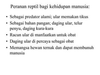 Peranan reptil bagi kehidupan manusia:
• Sebagai predator alami; ular memakan tikus
• Sebagai bahan pangan; daging ular, telur
penyu, daging kura-kura
• Racun ular di manfaatkan untuk obat
• Daging ular di percaya sebagai obat
• Memangsa hewan ternak dan dapat membunuh
manusia
 
