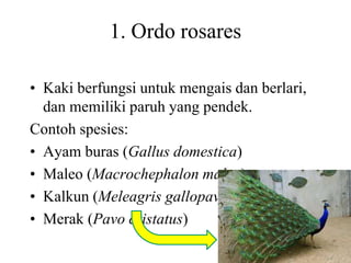 1. Ordo rosares
• Kaki berfungsi untuk mengais dan berlari,
dan memiliki paruh yang pendek.
Contoh spesies:
• Ayam buras (Gallus domestica)
• Maleo (Macrochephalon maleo)
• Kalkun (Meleagris gallopavo)
• Merak (Pavo cristatus)
 