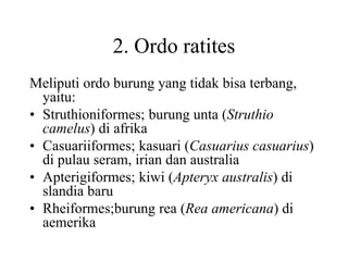 2. Ordo ratites
Meliputi ordo burung yang tidak bisa terbang,
yaitu:
• Struthioniformes; burung unta (Struthio
camelus) di afrika
• Casuariiformes; kasuari (Casuarius casuarius)
di pulau seram, irian dan australia
• Apterigiformes; kiwi (Apteryx australis) di
slandia baru
• Rheiformes;burung rea (Rea americana) di
aemerika
 