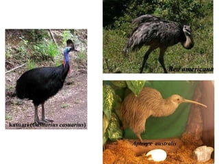 kasuari (Casuarius casuarius)
Apteryx australis
Rea americana
 