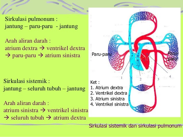 Struktur Dan Fungsi Sirkulasi Paru Dan Sirkulasi Sistemik