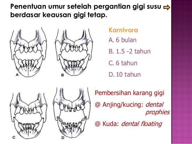 Kuliah 11 Sistem Digesti New