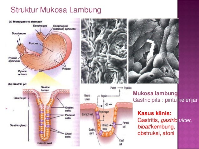 Kuliah 11 Sistem Digesti New