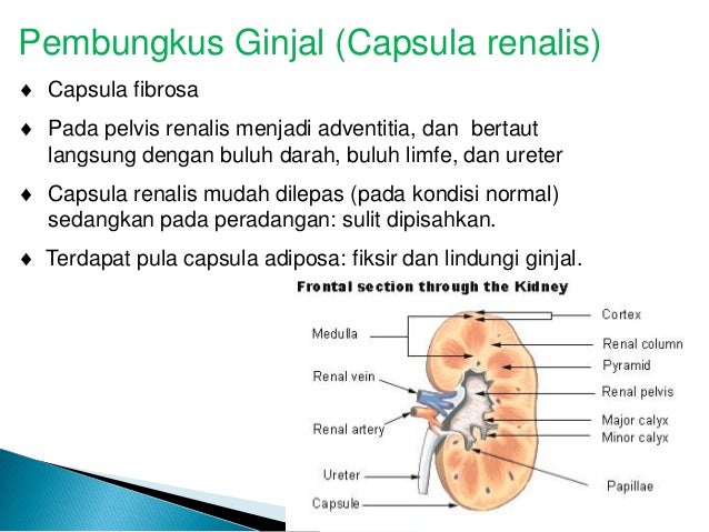Kuliah 12 sistem uropoeitica Kuliah 12 sistem uropoeitica