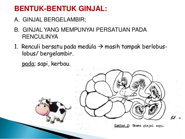 Unduh 42 Koleksi Gambar Ginjal Pada Sapi Terbaru HD