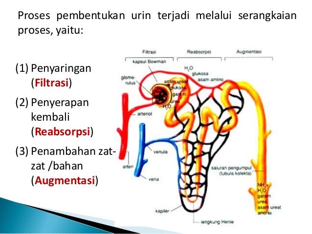 Kuliah 12 sistem uropoeitica