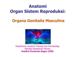 Anatomi
Organ Sistem Reproduksi:
Organa Genitalia Masculina
Departemen Anatomi Fisiologi dan Farmakologi
Fakultas Kedokteran Hewan
Institut Pertanian Bogor (IPB)
 