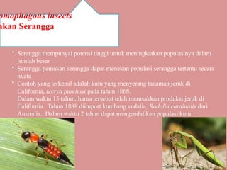 Contoh Insecta Comprehensive Study of Agricultural Zoology: Insects and Mollusks in ...