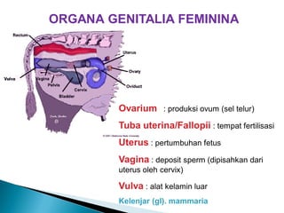 Kuliah 14 sistem reproduksi betina | PDF
