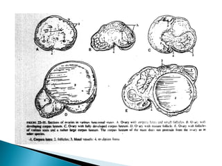 87 Gambar Organ Reproduksi Unggas Betina Gratis