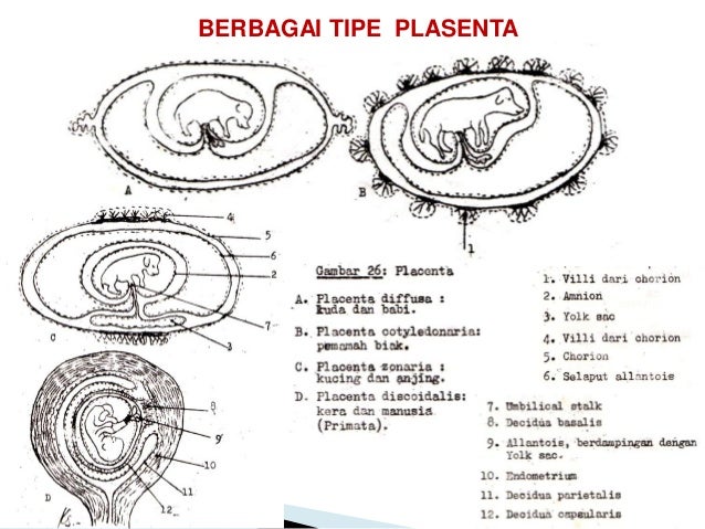 Kuliah 14 Sistem Reproduksi Betina
