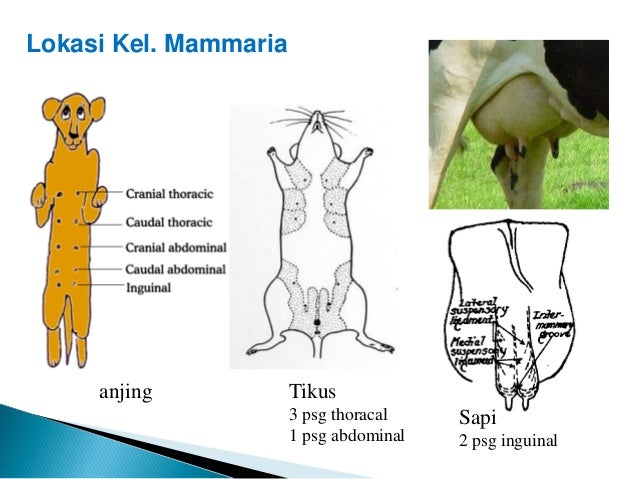 Kuliah 14 sistem reproduksi betina