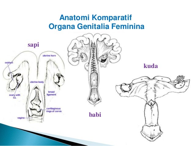 Anatomi Organ Reproduksi Betina Sapi  Koleksi Anatomi