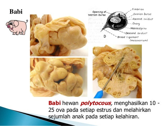 Kuliah 14 sistem reproduksi betina