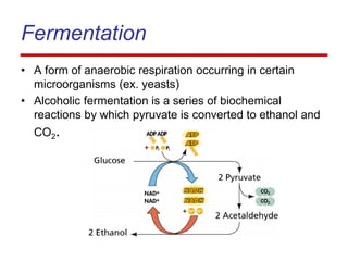 Fermentation
• A form of anaerobic respiration occurring in certain
microorganisms (ex. yeasts)
• Alcoholic fermentation is a series of biochemical
reactions by which pyruvate is converted to ethanol and
CO2.
 