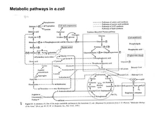 Metabolic pathways in e.coli
 