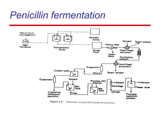 Penicillin fermentation
 