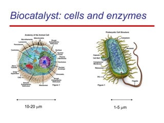 Biocatalyst: cells and enzymes
10-20 mm 1-5 mm
 