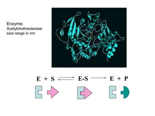 Enzyme:
Acetylcholinesterase
size range in nm
E + S E-S E + P
 