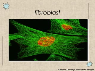 fibroblast
Adaptasi Olahraga Pada Level Jaringan
 