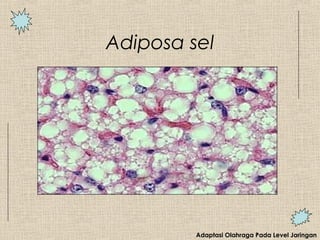Adiposa sel
Adaptasi Olahraga Pada Level Jaringan
 