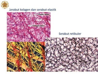 Adaptasi Olahraga Pada Level Jaringan
 