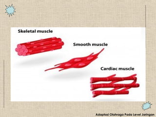 Adaptasi Olahraga Pada Level Jaringan
 