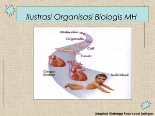 Adaptasi Olahraga Pada Level Jaringan
Ilustrasi Organisasi Biologis MH
 