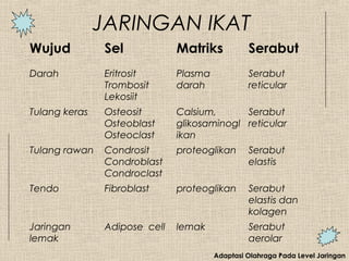 Adaptasi Olahraga Pada Level Jaringan
JARINGAN IKAT
Wujud Sel Matriks Serabut
Darah Eritrosit
Trombosit
Lekosiit
Plasma
darah
Serabut
reticular
Tulang keras Osteosit
Osteoblast
Osteoclast
Calsium,
glikosaminogl
ikan
Serabut
reticular
Tulang rawan Condrosit
Condroblast
Condroclast
proteoglikan Serabut
elastis
Tendo Fibroblast proteoglikan Serabut
elastis dan
kolagen
Jaringan
lemak
Adipose cell lemak Serabut
aerolar
 