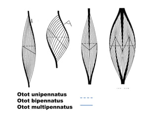 Otot unipennatus
Otot bipennatus
Otot multipennatus
Sayatan anatomis
Sayatan fisiologis
 