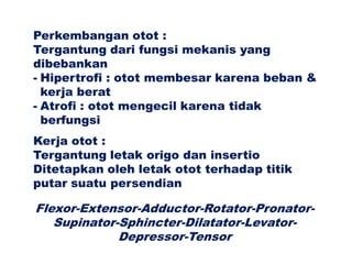 Perkembangan otot :
Tergantung dari fungsi mekanis yang
dibebankan
- Hipertrofi : otot membesar karena beban &
kerja berat
- Atrofi : otot mengecil karena tidak
berfungsi
Kerja otot :
Tergantung letak origo dan insertio
Ditetapkan oleh letak otot terhadap titik
putar suatu persendian
Flexor-Extensor-Adductor-Rotator-Pronator-
Supinator-Sphincter-Dilatator-Levator-
Depressor-Tensor
 