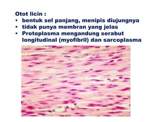 Otot licin :
• bentuk sel panjang, menipis diujungnya
• tidak punya membran yang jelas
• Protoplasma mengandung serabut
longitudinal (myofibril) dan sarcoplasma
 