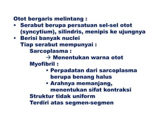 Otot bergaris melintang :
• Serabut berupa persatuan sel-sel otot
(syncytium), silindris, menipis ke ujungnya
• Berisi banyak nuclei
Tiap serabut mempunyai :
Sarcoplasma :
 Menentukan warna otot
Myofibril :
• Perpadatan dari sarcoplasma
berupa benang halus
• Arahnya memanjang,
menentukan sifat kontraksi
Struktur tidak uniform
Terdiri atas segmen-segmen
 