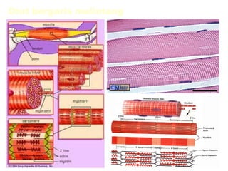 Otot bergaris melintang
 