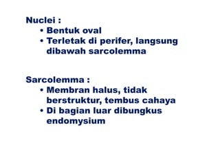 Nuclei :
• Bentuk oval
• Terletak di perifer, langsung
dibawah sarcolemma
Sarcolemma :
• Membran halus, tidak
berstruktur, tembus cahaya
• Di bagian luar dibungkus
endomysium
 