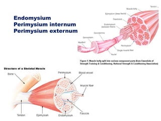 Endomysium
Perimysium internum
Perimysium externum
 