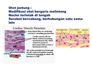 Otot jantung :
Modifikasi otot bergaris melintang
Nuclei terletak di tengah
Serabut bercabang, berhubungan satu sama
lain
 