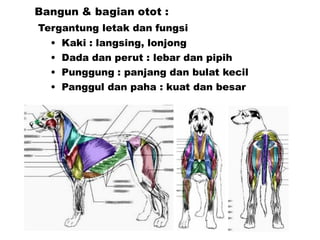 Bangun & bagian otot :
Tergantung letak dan fungsi
• Kaki : langsing, lonjong
• Dada dan perut : lebar dan pipih
• Punggung : panjang dan bulat kecil
• Panggul dan paha : kuat dan besar
 