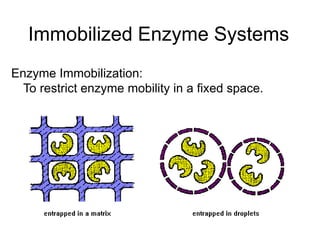 Immobilized Enzyme Systems
Enzyme Immobilization:
To restrict enzyme mobility in a fixed space.
 