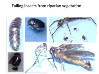 Insect Falling Kuliah 3 - SUMBER DAN ALIRAN ENERGI DI EKOSISTEM PERAIRAN GAMBUT.ppt